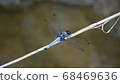 蜻蜓張開翅膀 68469636