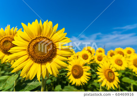 Sunflower field in Yamamoto Town (Yamamoto Sunflower Festival) Yamamoto Town, Miyagi Prefecture 68469916