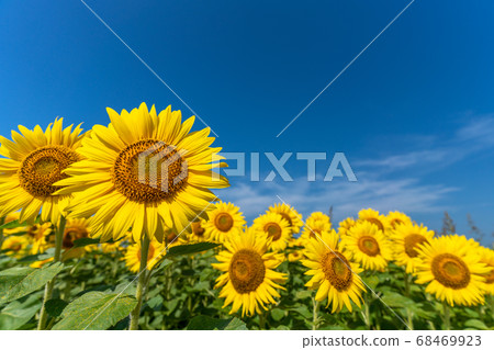 Sunflower field in Yamamoto Town (Yamamoto Sunflower Festival) Yamamoto Town, Miyagi Prefecture 68469923