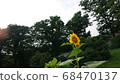 向日葵在夏天開花 68470137