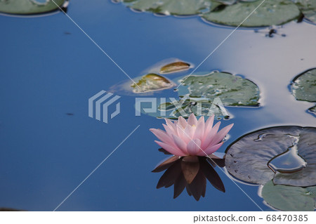 池塘和睡蓮映襯在藍天下 池塘和睡蓮映襯在藍天下 68470385