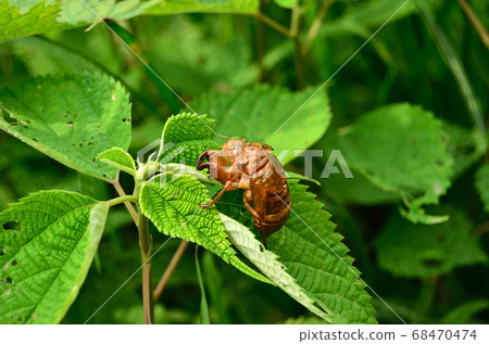 Cicada shells on a summer morning 1 Cicada shells on a summer morning 1 68470474