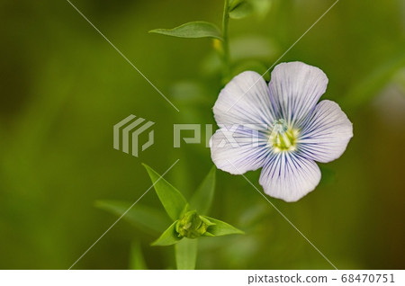 亞麻花開時 68470751