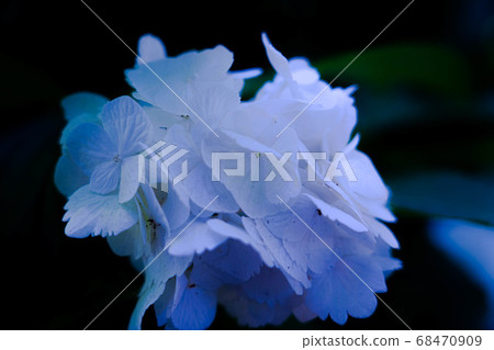 在Inokashira公園的繡球花 68470909