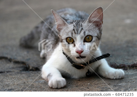 A gray and white cat is acting to attack the victim. A gray and white cat is acting to attack the victim. 68471235