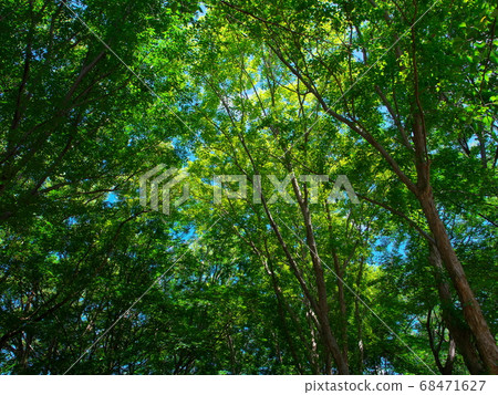 A pleasant forest bath in the hot summer A pleasant forest bath in the hot summer 68471627