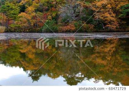 Autumn leaves Autumn leaves 68471729