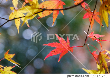 Autumn leaves Autumn leaves 68471730