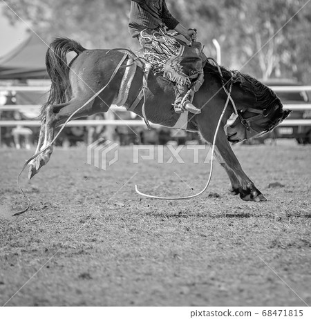 Cowboy Riding Bucking Horse Cowboy Riding Bucking Horse 68471815