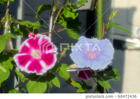夏花：朝日花：花園花壇 68472436