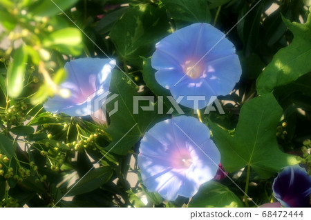 夏花 朝日花 花園花壇 照片素材 圖片 圖庫 夏花 朝日花 花園花壇 照片素材 圖片 圖庫