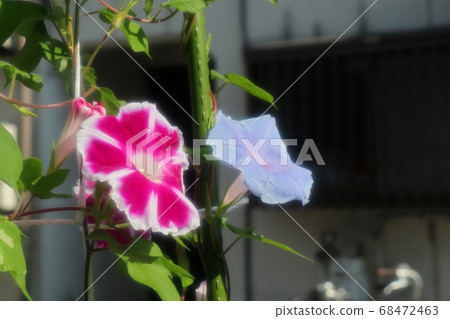 夏花 朝日花 花園花壇 照片素材 圖片 圖庫 夏花 朝日花 花園花壇 照片素材 圖片 圖庫