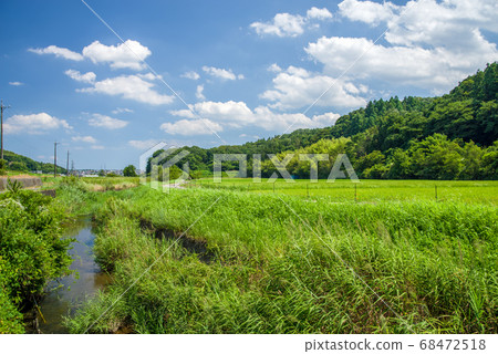 Rural scenery (summer rice fields) 68472518