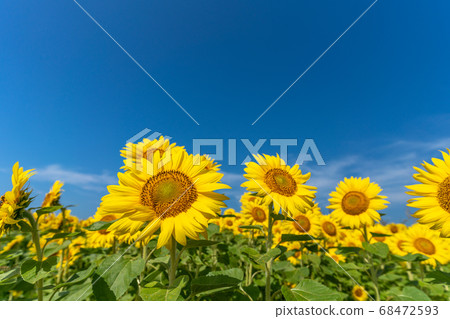 宮城縣山本町山本町的向日葵田（山本向日葵節） 68472593