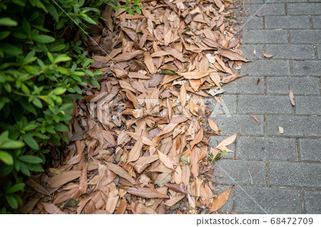 Dead leaves falling on the road 68472709