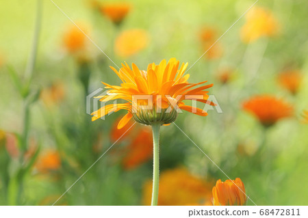 Marigold flowers in the meadow in the sunlight Marigold flowers in the meadow in the sunlight 68472811