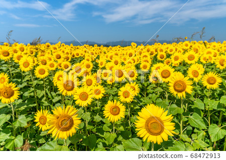 Sunflower field in Yamamoto Town (Yamamoto Sunflower Festival) Yamamoto Town, Miyagi Prefecture Sunflower field in Yamamoto Town (Yamamoto Sunflower Festival) Yamamoto Town, Miyagi Prefecture 68472913