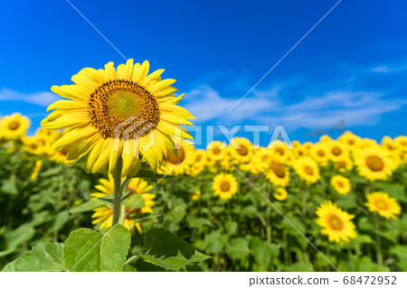 Sunflower field in Yamamoto Town (Yamamoto Sunflower Festival) Yamamoto Town, Miyagi Prefecture 68472952