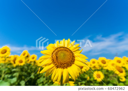 宮城縣山本町山本町的向日葵田（山本向日葵節） 68472962