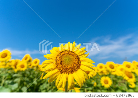 宮城縣山本町山本町的向日葵田（山本向日葵節） 68472963