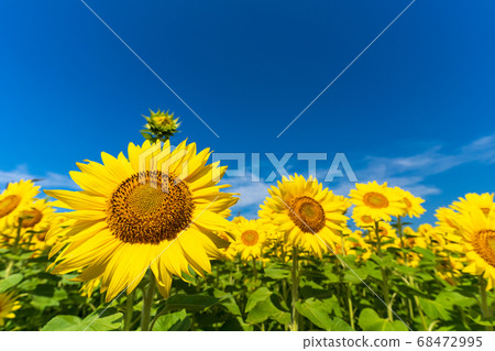 宮城縣山本町山本町的向日葵田（山本向日葵節） 68472995