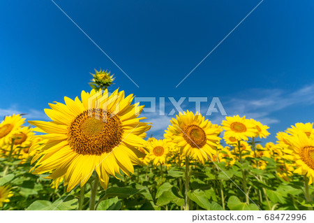 宮城縣山本町山本町的向日葵田（山本向日葵節） 68472996