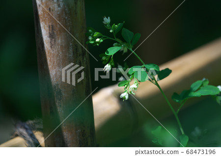 Flowers of pine wisteria that bloom quietly as if nestling in a bamboo fence in the park Flowers of pine wisteria that bloom quietly as if nestling in a bamboo fence in the park 68473196