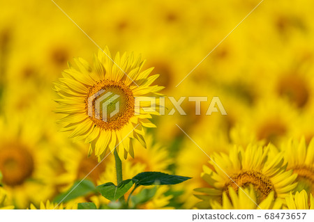 宮城縣山本町山本町的向日葵田(山本向日葵節) 宮城縣山本町山本町的向日葵田(山本向日葵節) 68473657