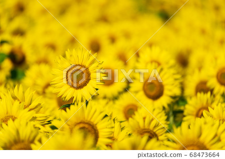 Sunflower field in Yamamoto Town (Yamamoto Sunflower Festival) Yamamoto Town, Miyagi Prefecture Sunflower field in Yamamoto Town (Yamamoto Sunflower Festival) Yamamoto Town, Miyagi Prefecture 68473664