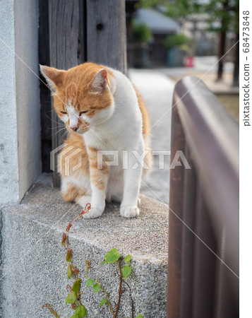 棕色和白色的貓從柵欄的頂部往下看 68473848