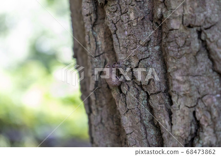 Tokyo Metropolitan Wadabori Park) The crust of a cicada that has been dusted over time Tokyo Metropolitan Wadabori Park) The crust of a cicada that has been dusted over time 68473862