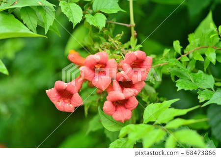 Red-orange flower of Aedes aegypti 68473866