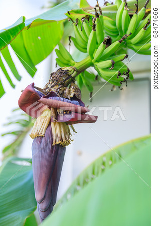 Okinawa _ island banana image 68474666