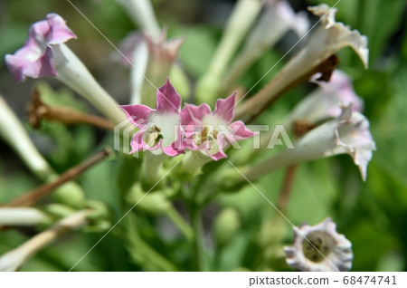Cigarette Flower 68474741