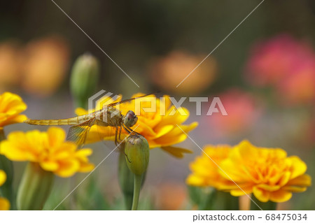 Dragonfly that stops at the abutment 68475034
