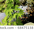 Blue maple and aquatic plants 68475138