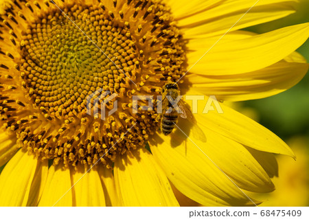 Sunflower field in Yamamoto-cho (Yamamoto sunflower festival) and bees Yamamoto-cho, Miyagi Prefecture Sunflower field in Yamamoto-cho (Yamamoto sunflower festival) and bees Yamamoto-cho, Miyagi Prefecture 68475409