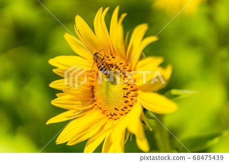 Sunflower field in Yamamoto-cho (Yamamoto sunflower festival) and bees Yamamoto-cho, Miyagi Prefecture Sunflower field in Yamamoto-cho (Yamamoto sunflower festival) and bees Yamamoto-cho, Miyagi Prefecture 68475439