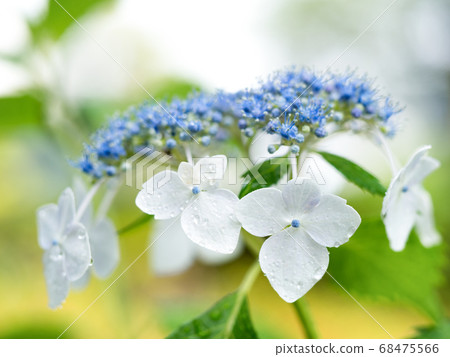 白色Hakuji繡球花 白色Hakuji繡球花 68475566