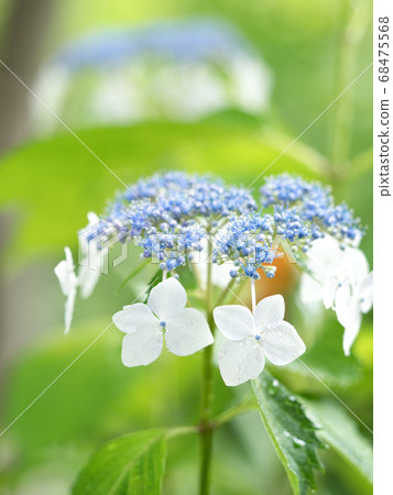 白色Hakuji繡球花 白色Hakuji繡球花 68475568