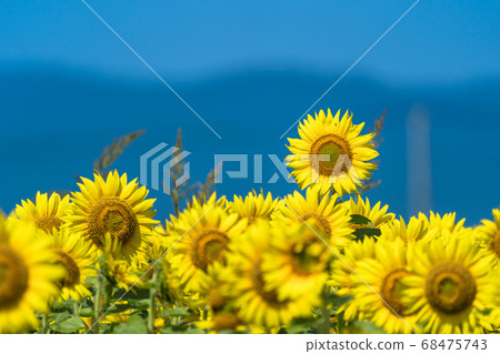 Sunflower field in Yamamoto Town (Yamamoto Sunflower Festival) Yamamoto Town, Miyagi Prefecture Sunflower field in Yamamoto Town (Yamamoto Sunflower Festival) Yamamoto Town, Miyagi Prefecture 68475743