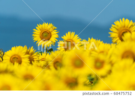 Sunflower field in Yamamoto Town (Yamamoto Sunflower Festival) Yamamoto Town, Miyagi Prefecture 68475752