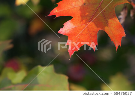 Branches of oak tree (Quercus rubra) with autumn Branches of oak tree (Quercus rubra) with autumn 68476037
