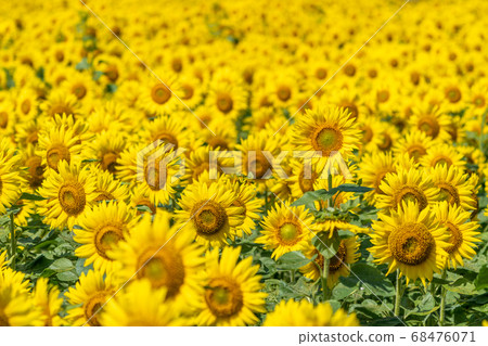 Sunflower field in Yamamoto Town (Yamamoto Sunflower Festival) Yamamoto Town, Miyagi Prefecture Sunflower field in Yamamoto Town (Yamamoto Sunflower Festival) Yamamoto Town, Miyagi Prefecture 68476071