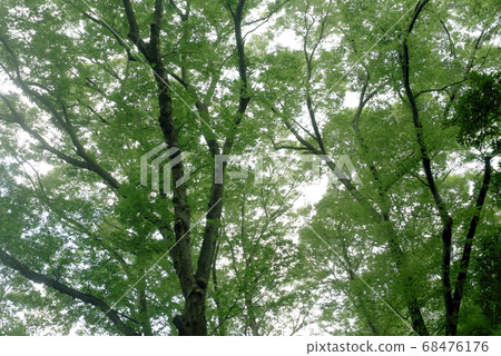 Forest bath Green trees 68476176