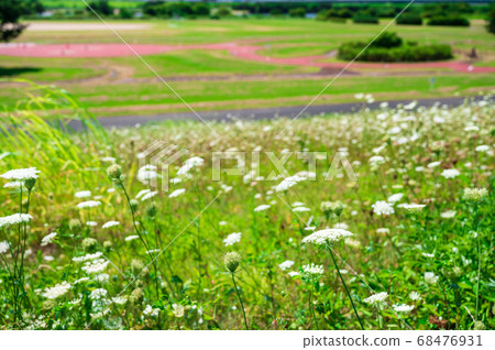 野胡蘿蔔開花的淀川岸 68476931
