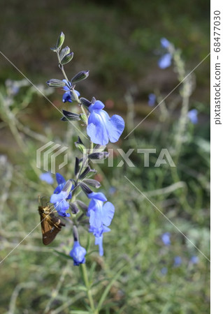 Sky blue sage and Ichimonji sesame Sky blue sage and Ichimonji sesame 68477030