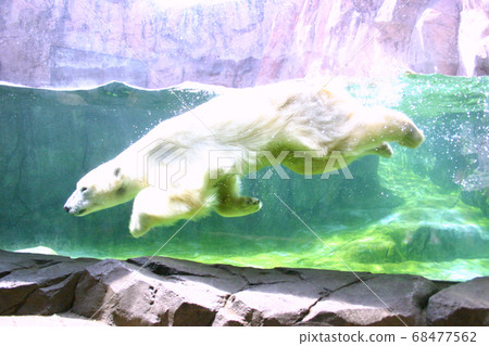 北極熊在水族館裡游泳 68477562
