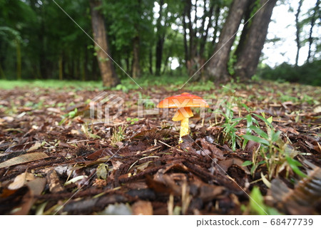 雞蛋與紅傘生長從落葉 68477739