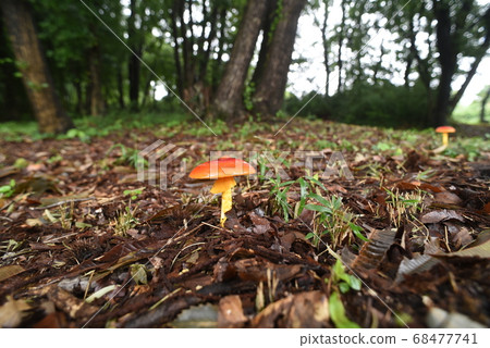 雞蛋與紅傘生長從落葉 雞蛋與紅傘生長從落葉 68477741